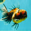 A Grade Calico Tiger Oranda Male 6.5-7 inches #080726OR_17