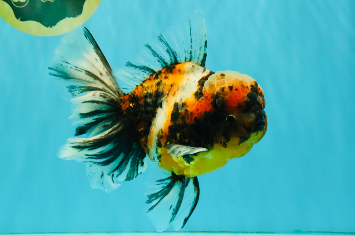 A Grade Calico Tiger Oranda Male 6.5-7 inches #080726OR_17