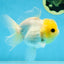 White Button Eyes Oranda Female 5 inches #080825OR_10