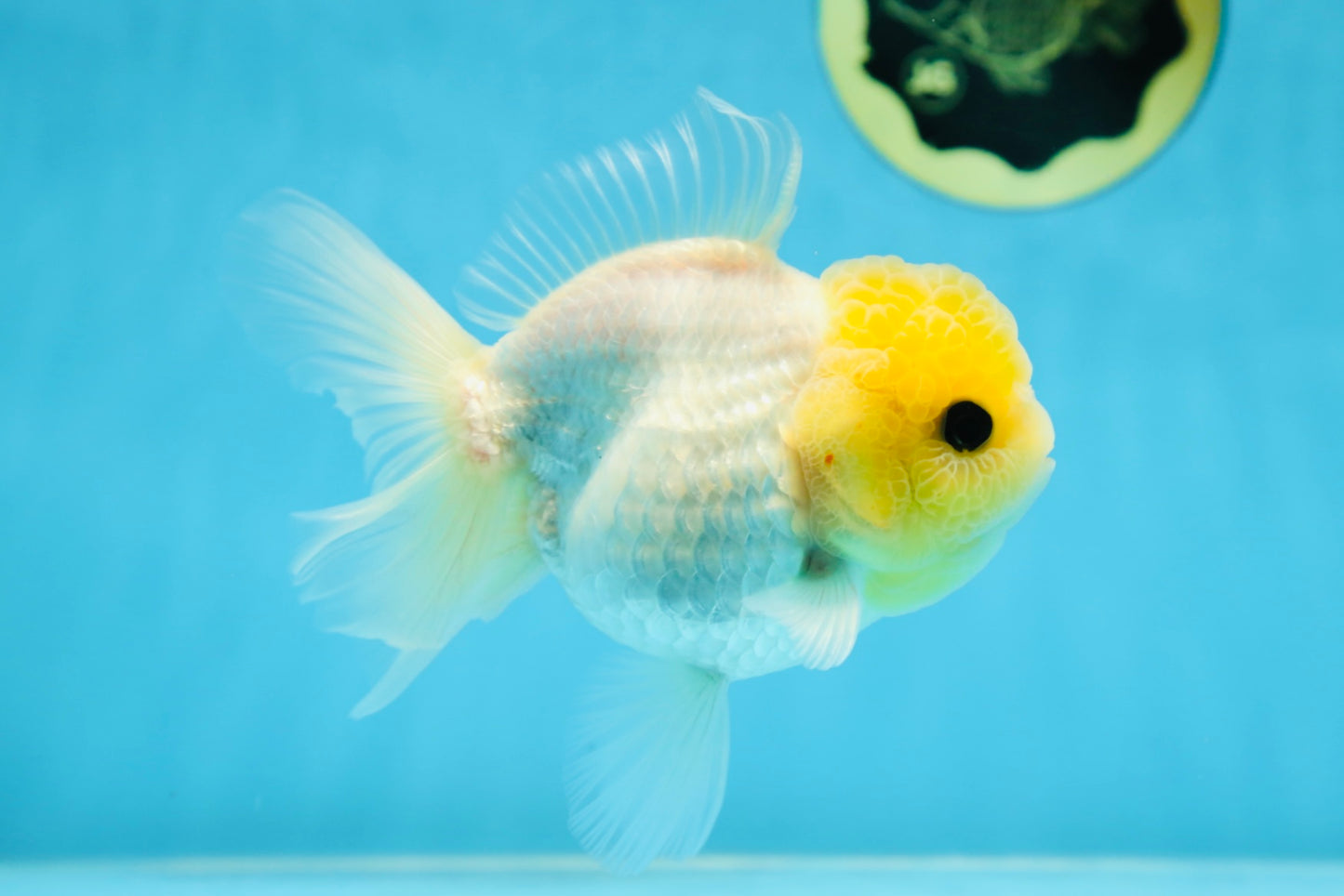 White Button Eyes Oranda Female 5 inches #080825OR_10