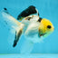 Adorable Lemonhead Button Eyes Oranda Male 4.5 inches #011725OR_01