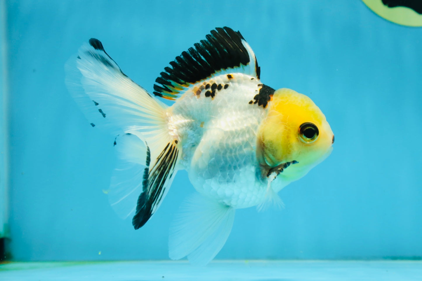 Adorable Lemonhead Button Eyes Oranda Male 4.5 inches #011725OR_01