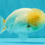 White LionChu Female 4-4.5 inches #050126LC_20