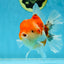 AAA Grade Godzilla Sakura Button Eyes Oranda Male 5-5.5 inches #052325_10