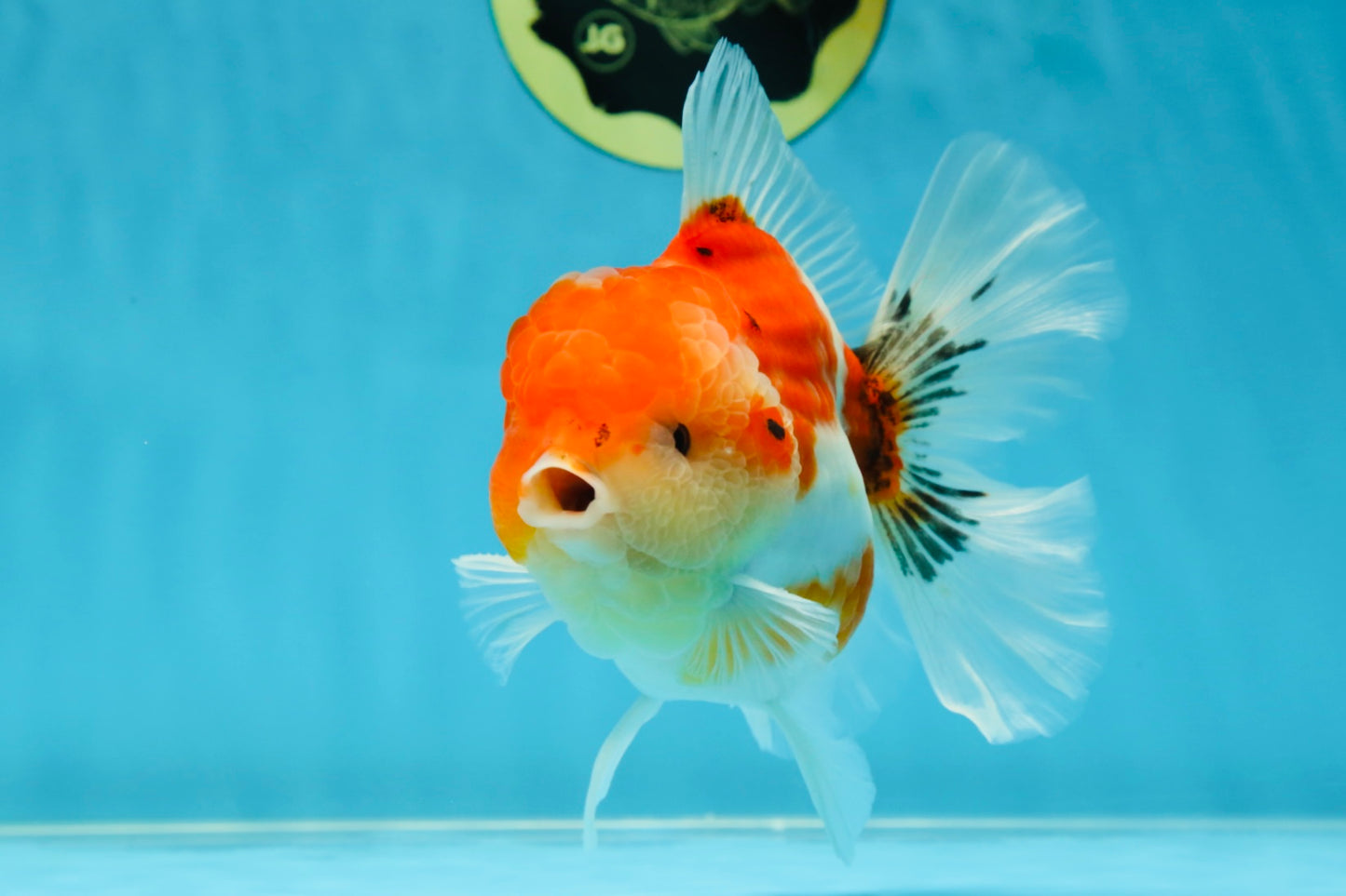 AAA Grade Godzilla Sakura Button Eyes Oranda Male 5-5.5 inches #052325_10