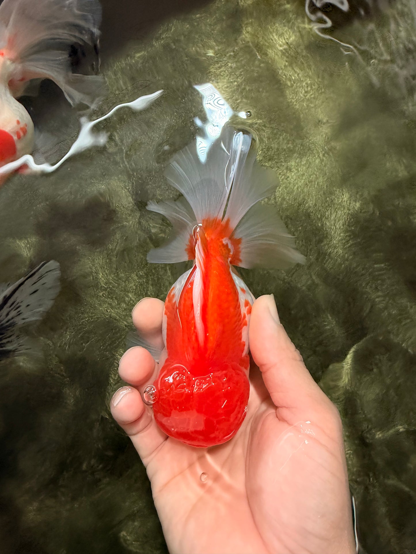 AAA Grade Peach Red White Oranda Male 5 inches #062626OR_30