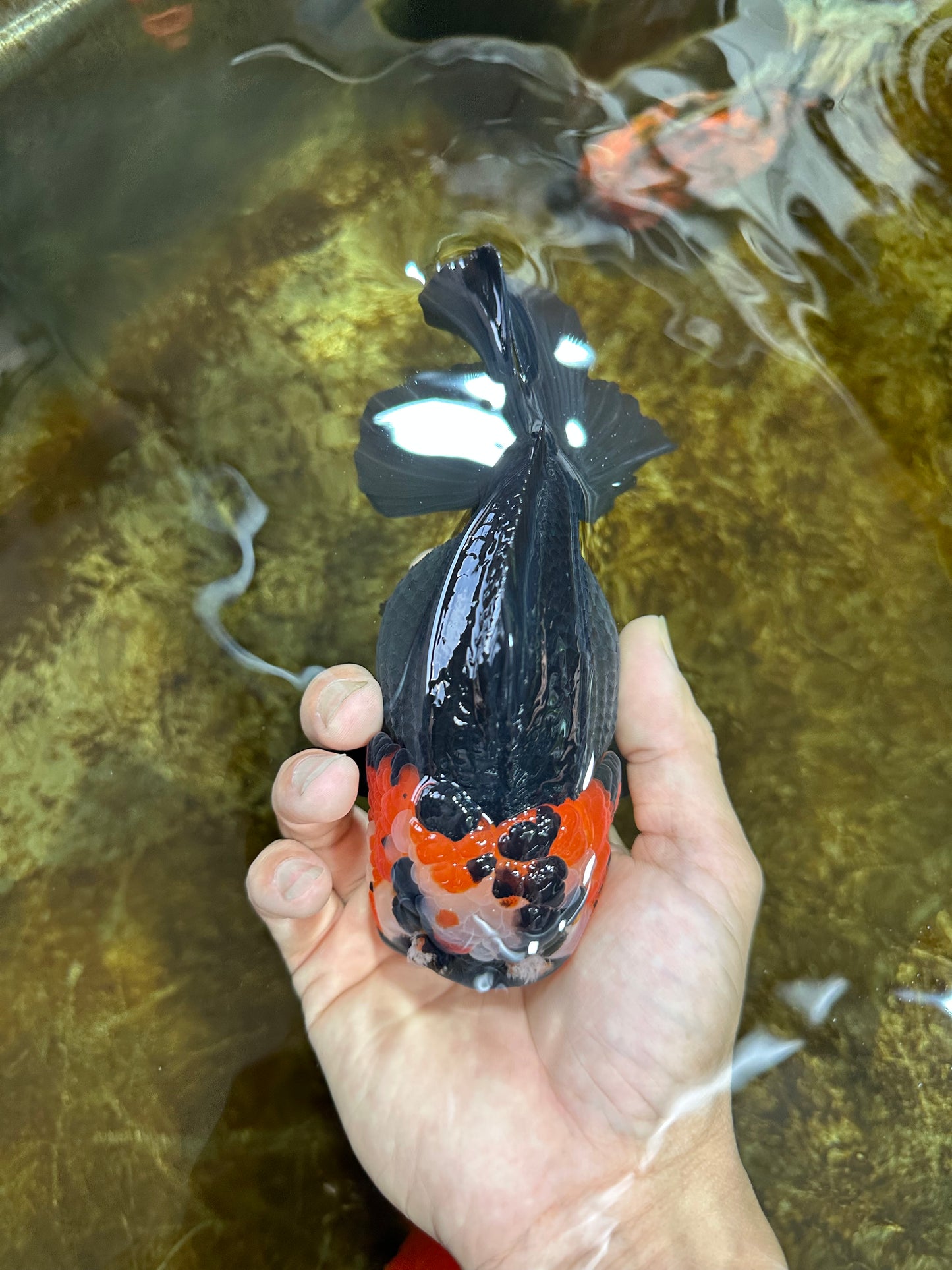 SHOW GRADE UNIQUE Godzilla Tricolor Yuanbao 5.5-6 inches #080825YB_888