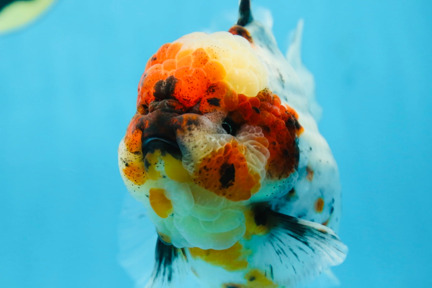 AAA Grade SUPER WEN Godzilla Calico Oranda Female 6 inches #080825OR_16