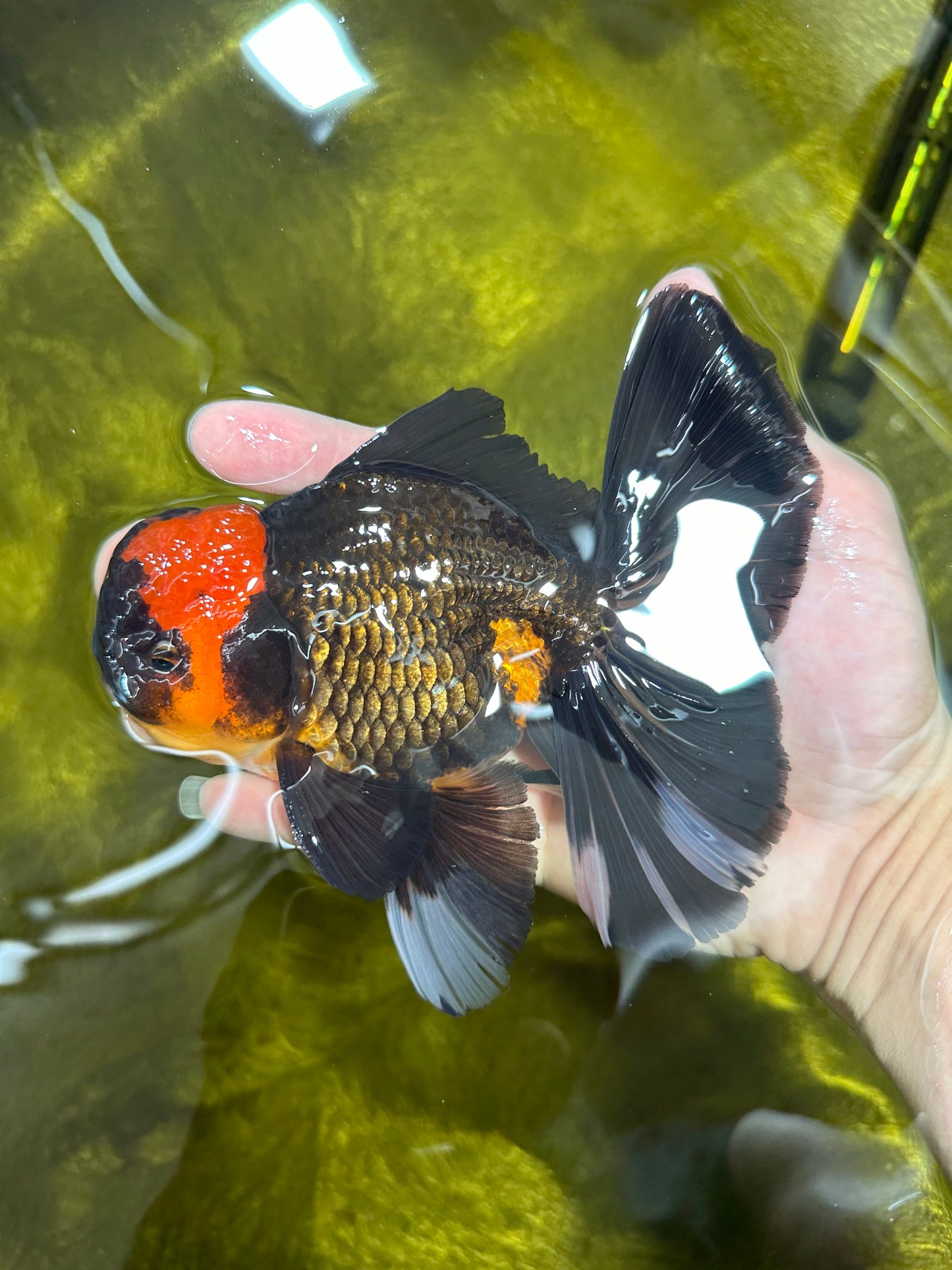 AAA Grade Special Tricolor Giant Generation Oranda Male 5.5 inches #0308OR_10