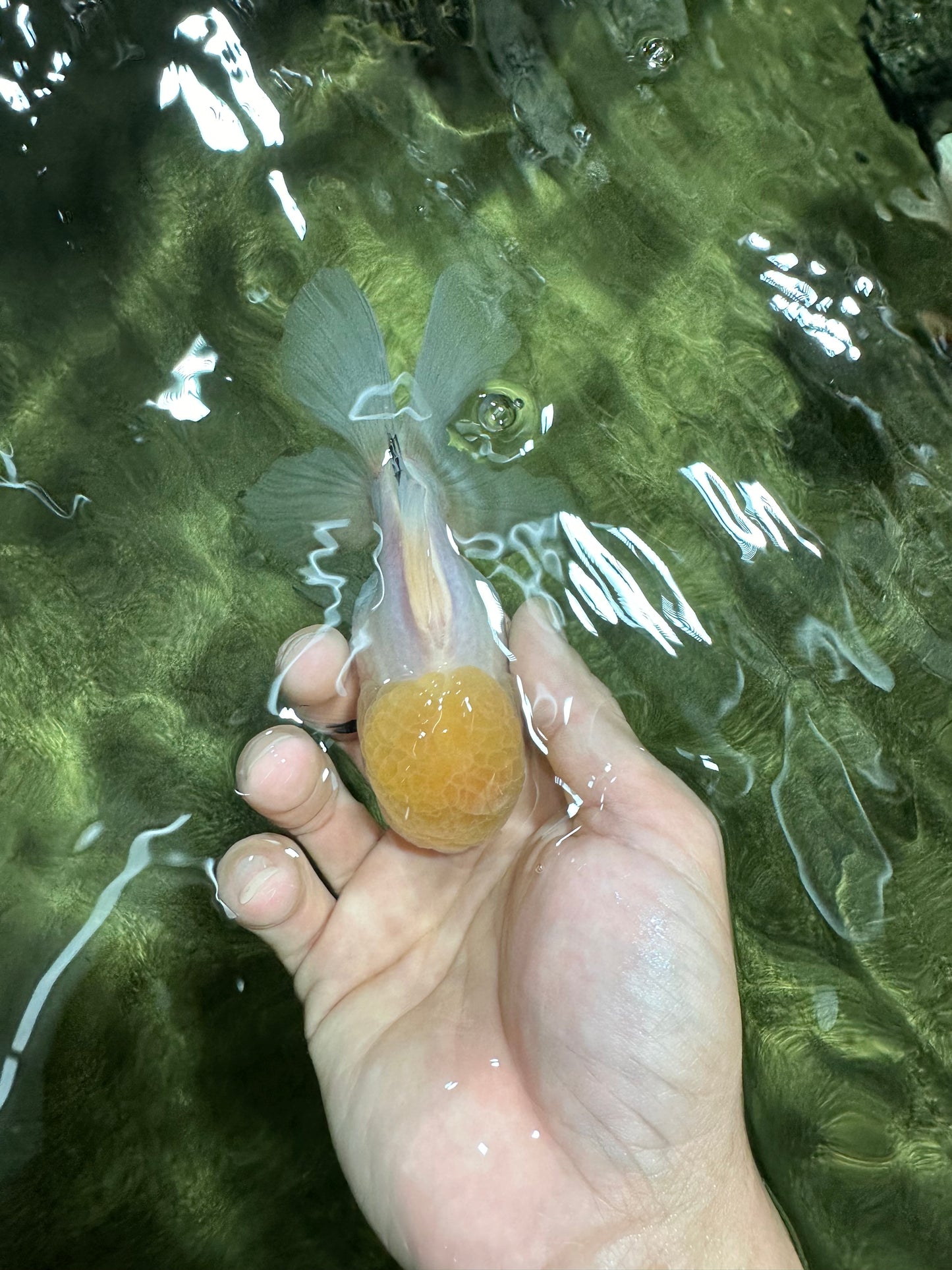 A Grade Lemonhead Oranda Male 4.5 inches #111524OR_21