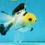 Adorable Lemonhead Button Eyes Oranda Male 4.5 inches #011725OR_01