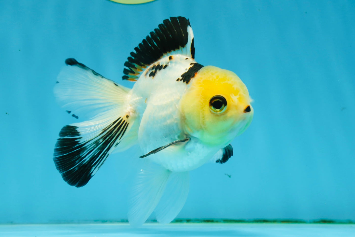 Adorable Lemonhead Button Eyes Oranda Male 4.5 inches #011725OR_01