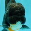 A Grade Kirin Oranda Male 5.5 inches #061926OR_22