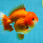 CHUBBY AAA Grade Red White Yuanbao Male 4.5 inches #121225YB_01