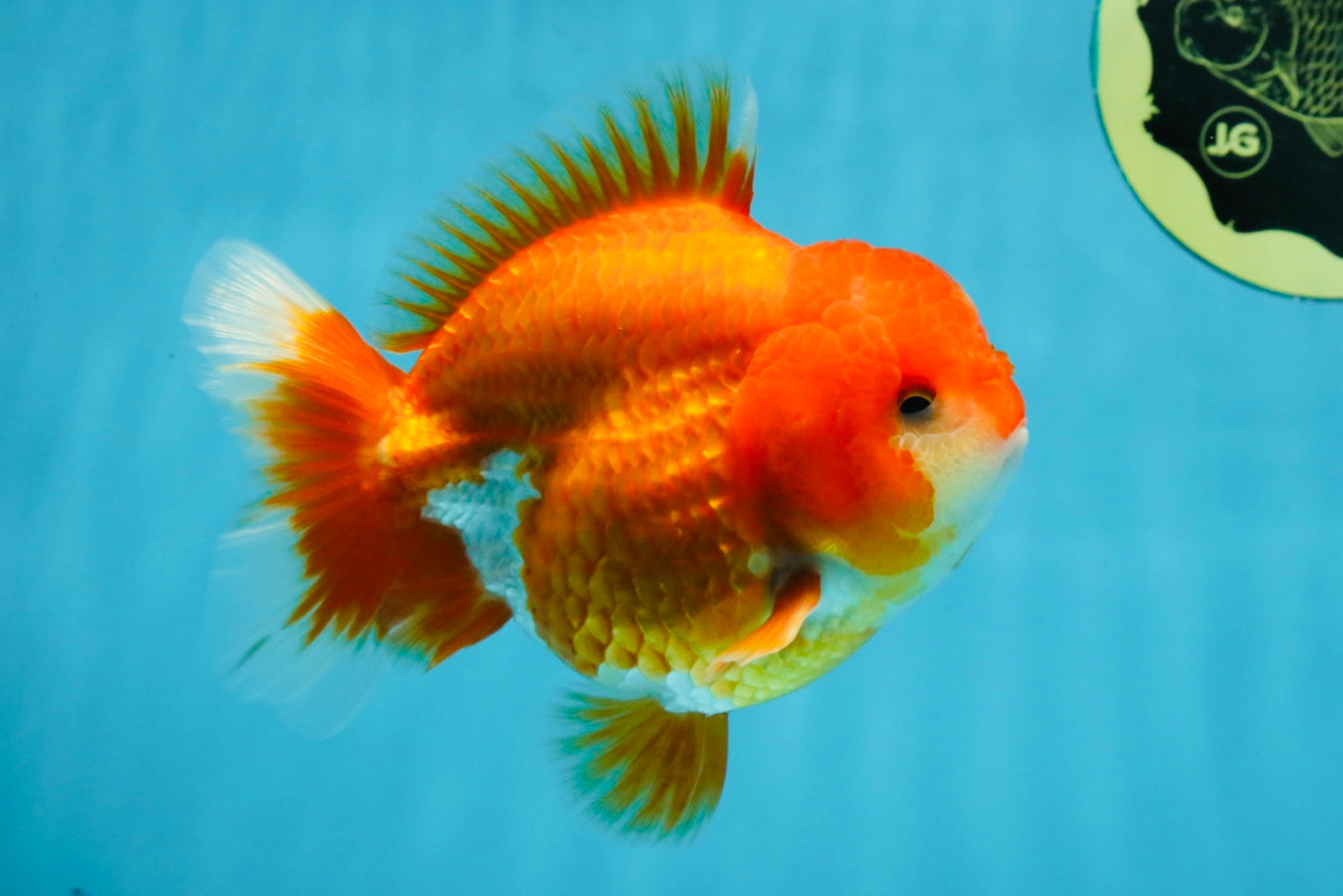 CHUBBY AAA Grade Red White Yuanbao Male 4.5 inches #121225YB_01