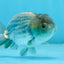 Shinning Scales Black Blue Lionchu Male 3-3.5 inches #011725LC_08