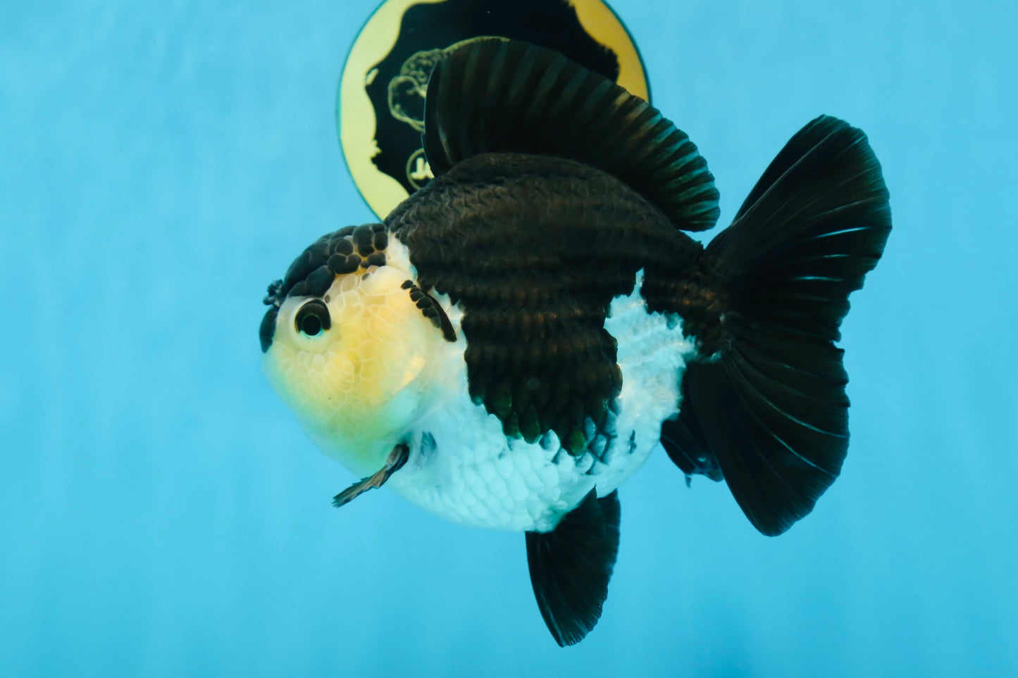 A Grade Panda Button Eyes Yuanbao 6 inches #080825YB_26