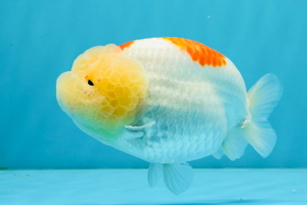 A Grade Red White LionQueen 5 inches #041026LC_14