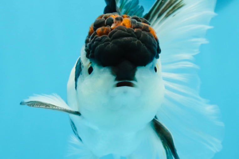 A Grade Tricolor Oranda Male 4.5-5 inches #112924OR_15