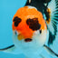 A Grade Tricolor Oranda Male 5 inches #082225OR_20