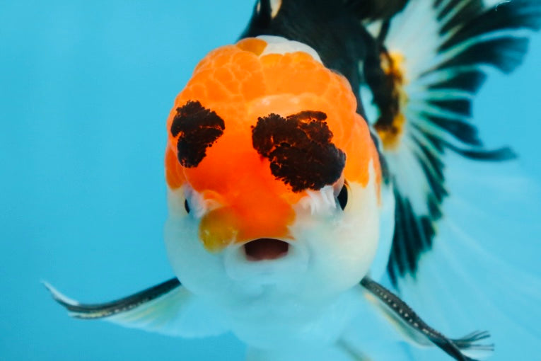 A Grade Tricolor Oranda Male 5 inches #082225OR_20