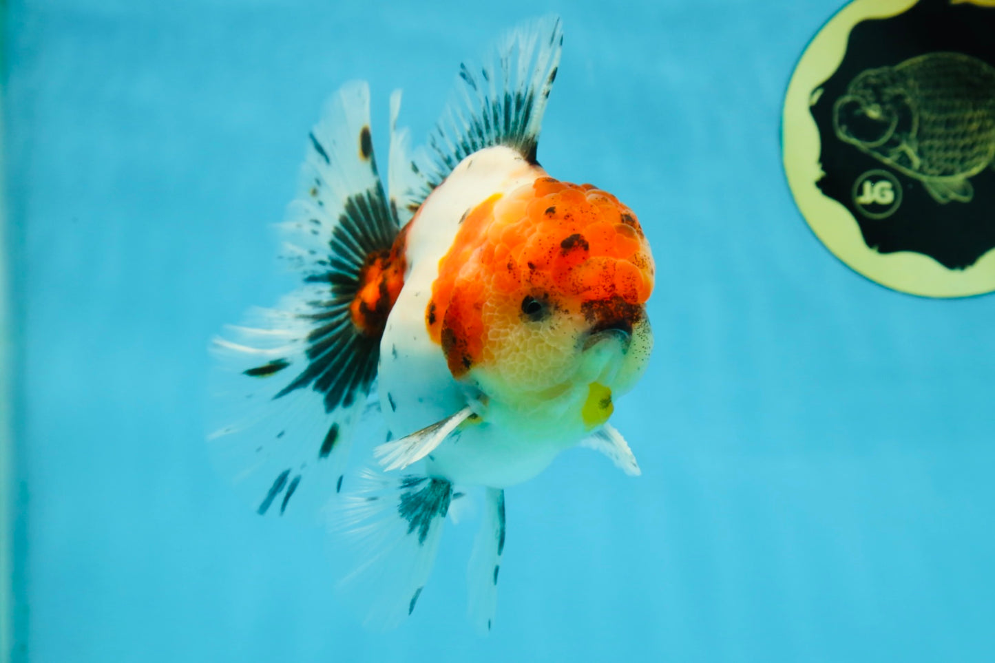 AAA Grade Godzilla Calico Sakura Button Eyes Oranda Male 5 inches #051625OR_17