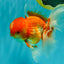 A Grade Red White Oranda Male 6 inches #082126OR_05