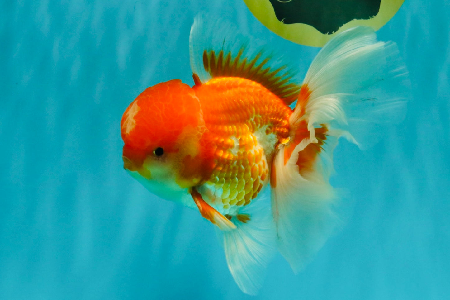 A Grade Red White Oranda Male 6 inches #082126OR_05