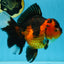 AAA Grade Godzilla Apache Oranda Female 6.5 inches #081525OR_13