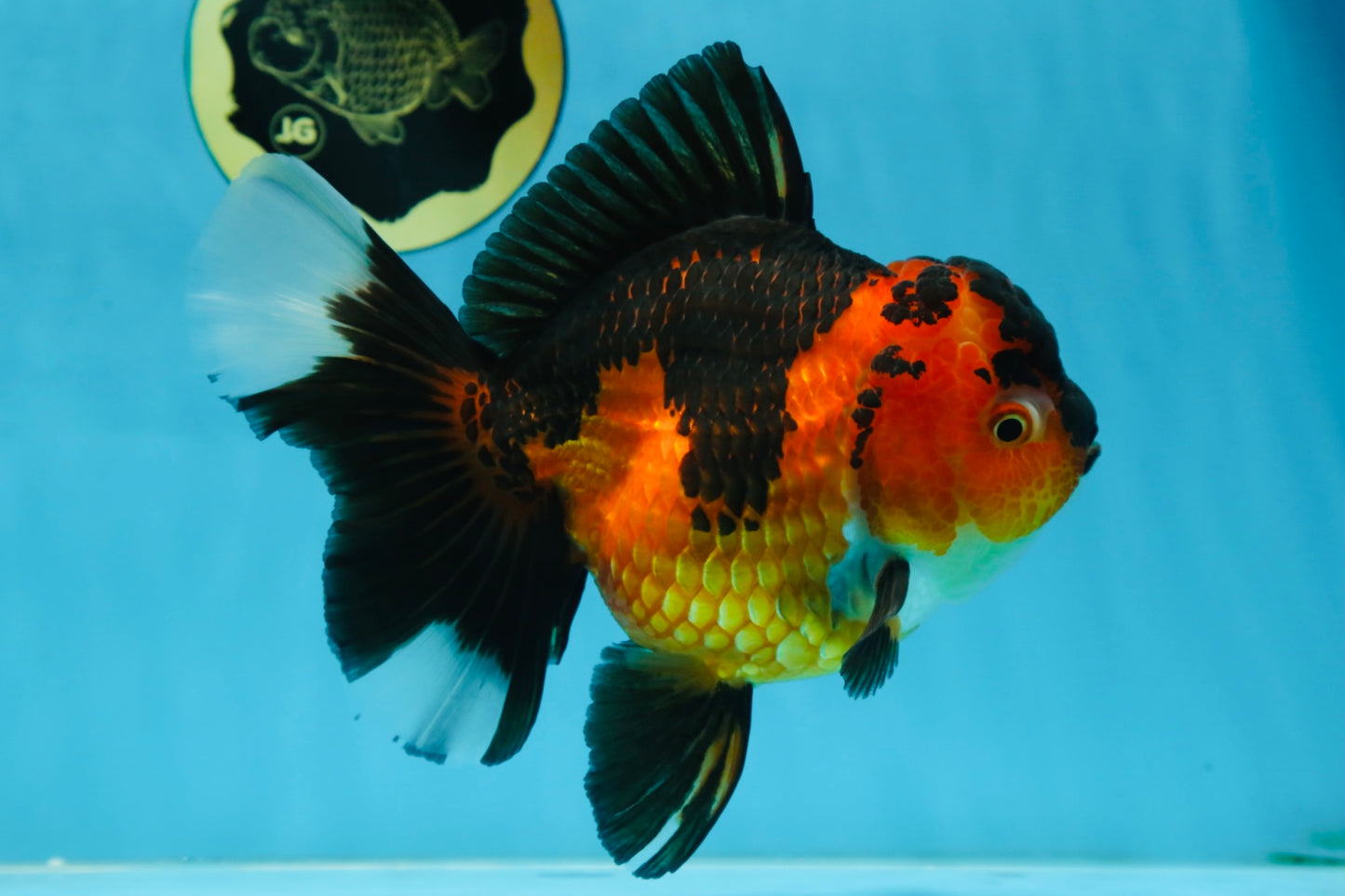 AAA Grade Godzilla Apache Oranda Female 6.5 inches #081525OR_13