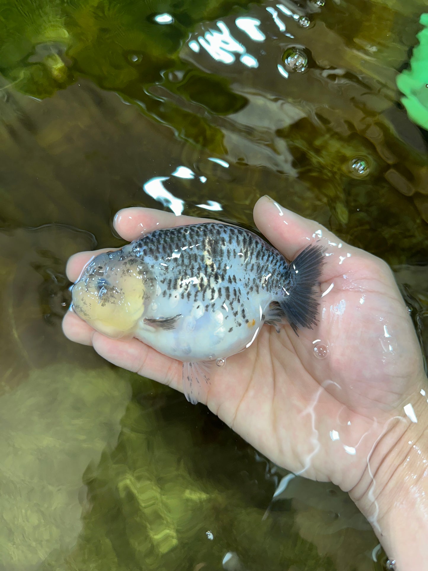 A Grade Kirin Polkadot LionQueen 4-4.5 inches #053025LC_05