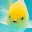 A Grade White Oranda Male 4.5-5 inches #071726OR_23