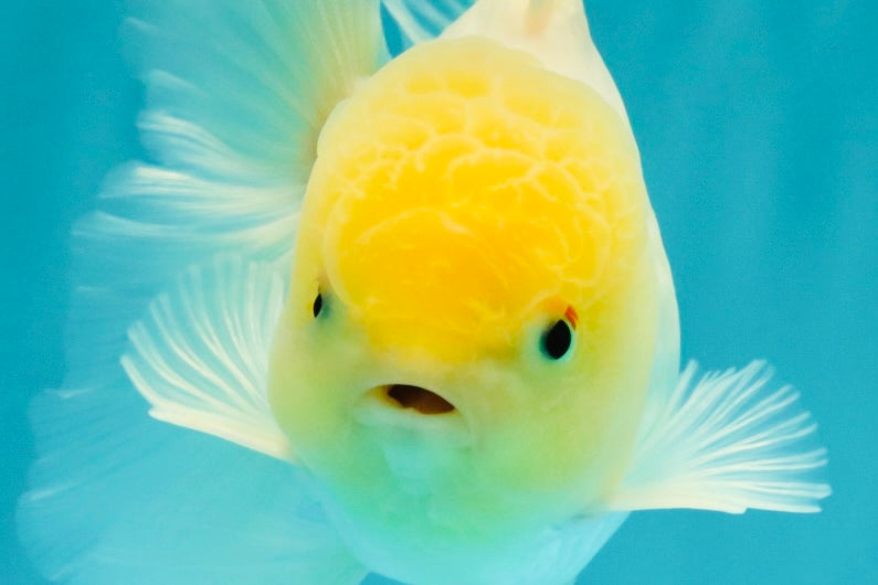 A Grade White Oranda Male 4.5-5 inches #071726OR_23