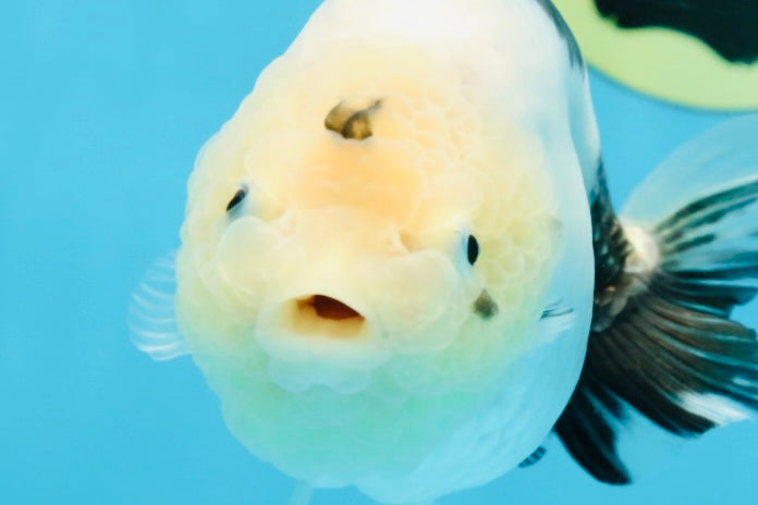 A Grade Chinese Cow Ranchu Female 4.5-5 inches #101725RC_18