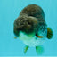 AAA Grade Black Blue Ranchu Female 6 inches #102326RC_01