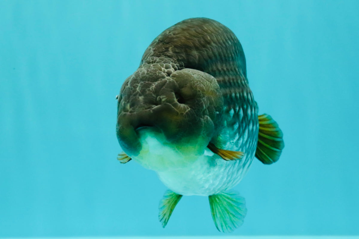 AAA Grade Black Blue Ranchu Female 6 inches #102326RC_01