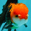 A Grade Apache (Black Red) Tricolor Oranda Male 5 inches #110824OR_10