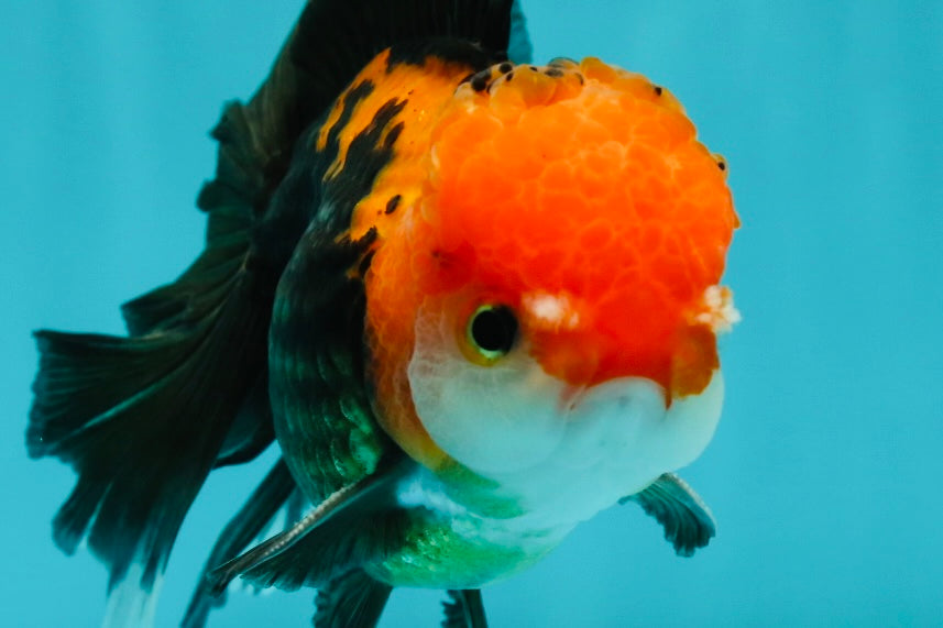 A Grade Apache (Black Red) Tricolor Oranda Male 5 inches #110824OR_10