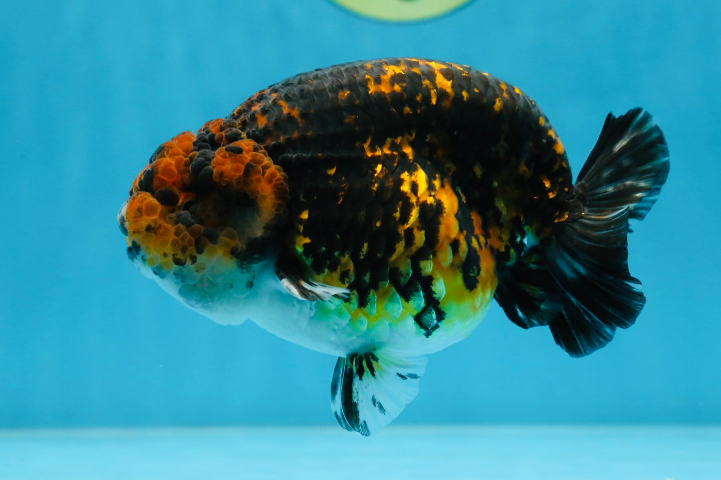 AAA Grade Tiger LionKing 5 inches #070425LC_09