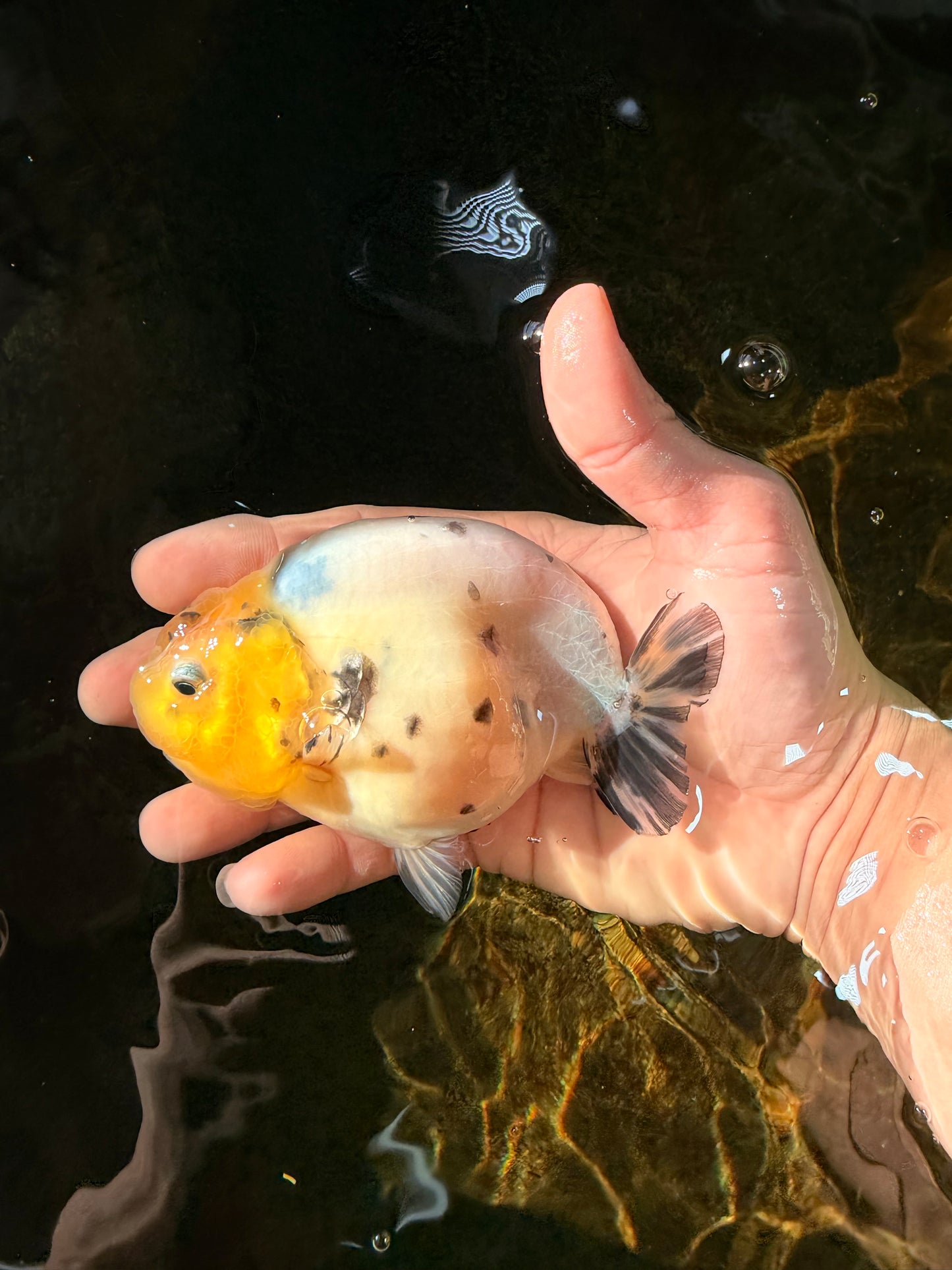 UNIQUE A Grade Chinese Cow Ranchu Female 4.5 inches #102425RC_04