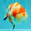AAA Grade Super Special Sanke Kohaku Sakura Ranchu Female 6-6.5 inches #100226RC_25