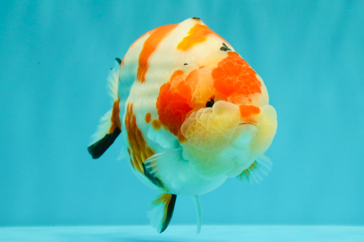 AAA Grade Super Special Sanke Kohaku Sakura Ranchu Female 6-6.5 inches #100226RC_25