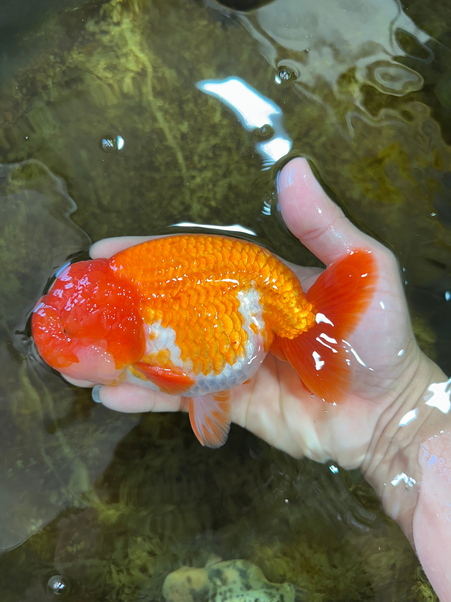 A Grade CHUBBY Red White LionKing 5.5 inches #100325LC_06