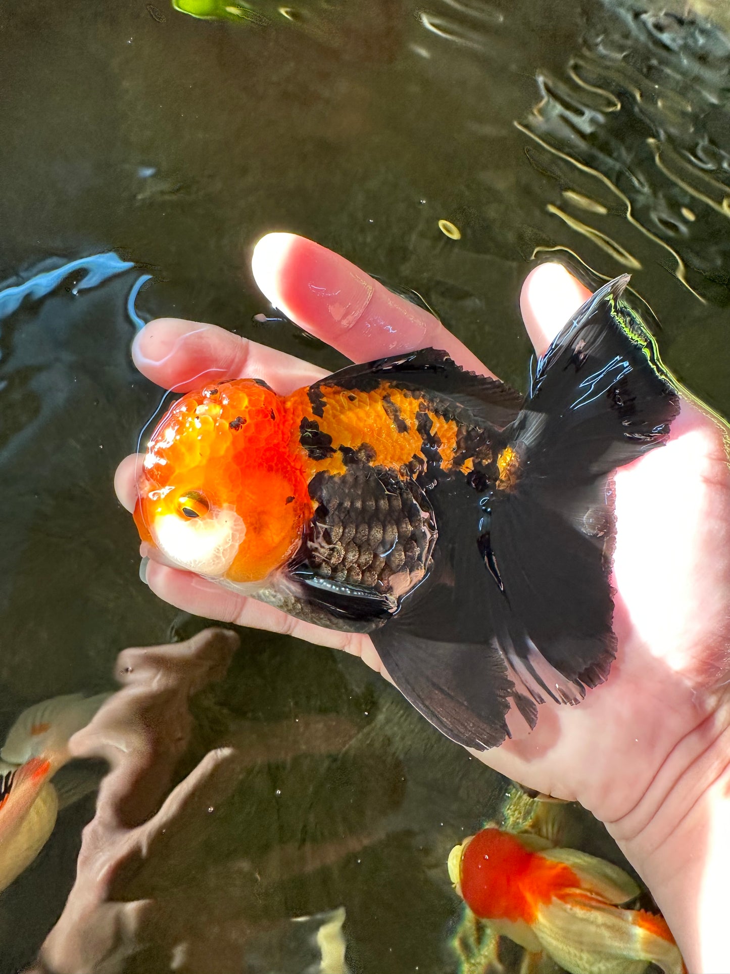 A Grade Apache (Black Red) Tricolor Oranda Male 5 inches #110824OR_10