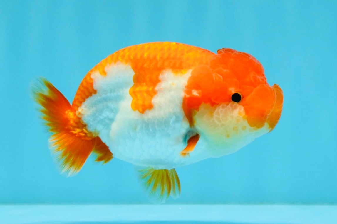 TOMATO A Grade Red White LionQueen 4-4.5 inches #032726LC_17