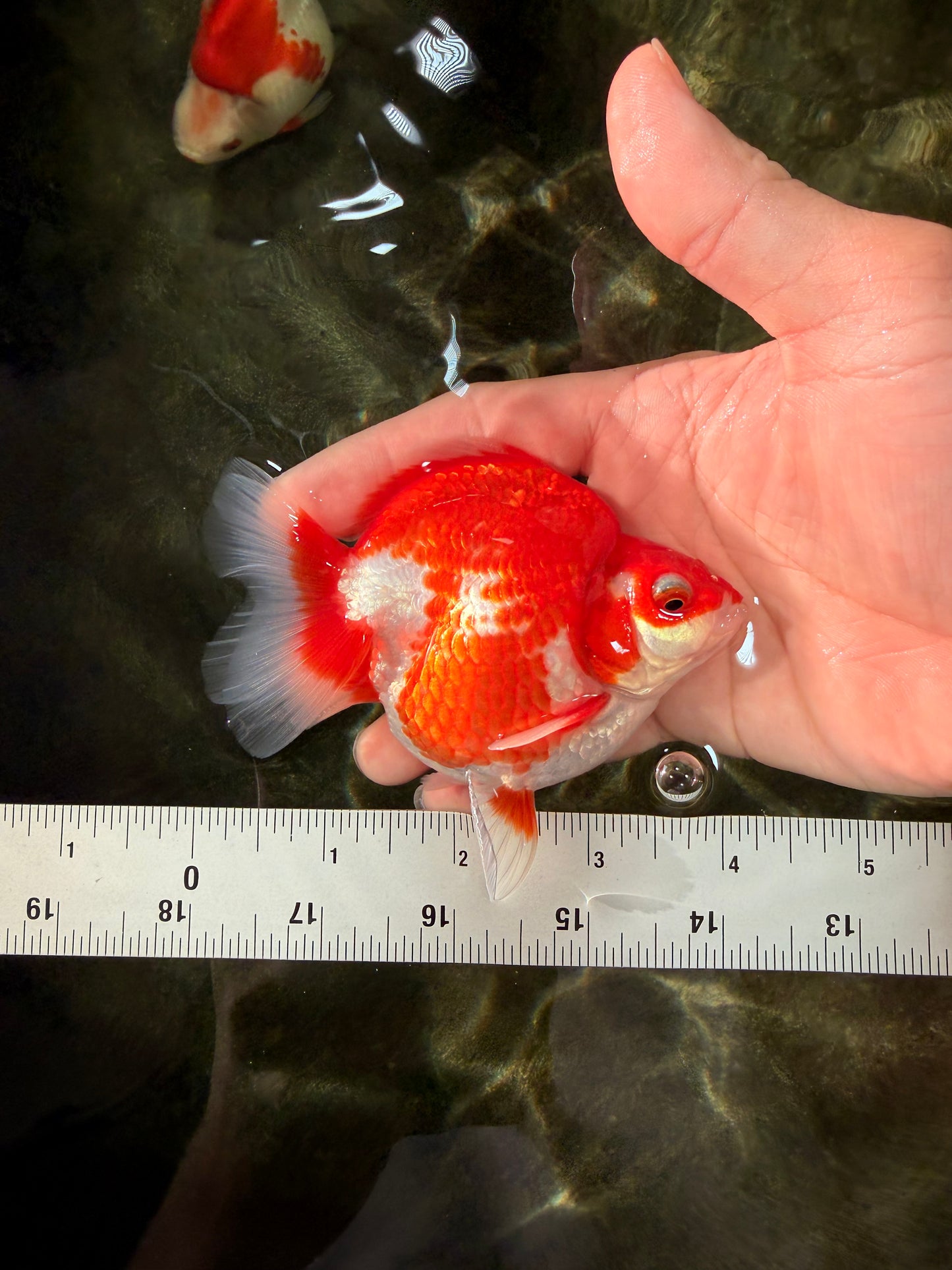 AAA Grade Red White Ryukin Male 4 inches #031326RK_30