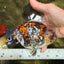 A Grade Calico Ranchu Male 5.5-6 inches #101626RC_25