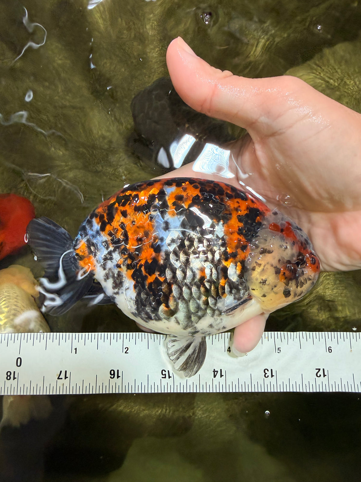 A Grade Calico Ranchu Male 5.5-6 inches #101626RC_25