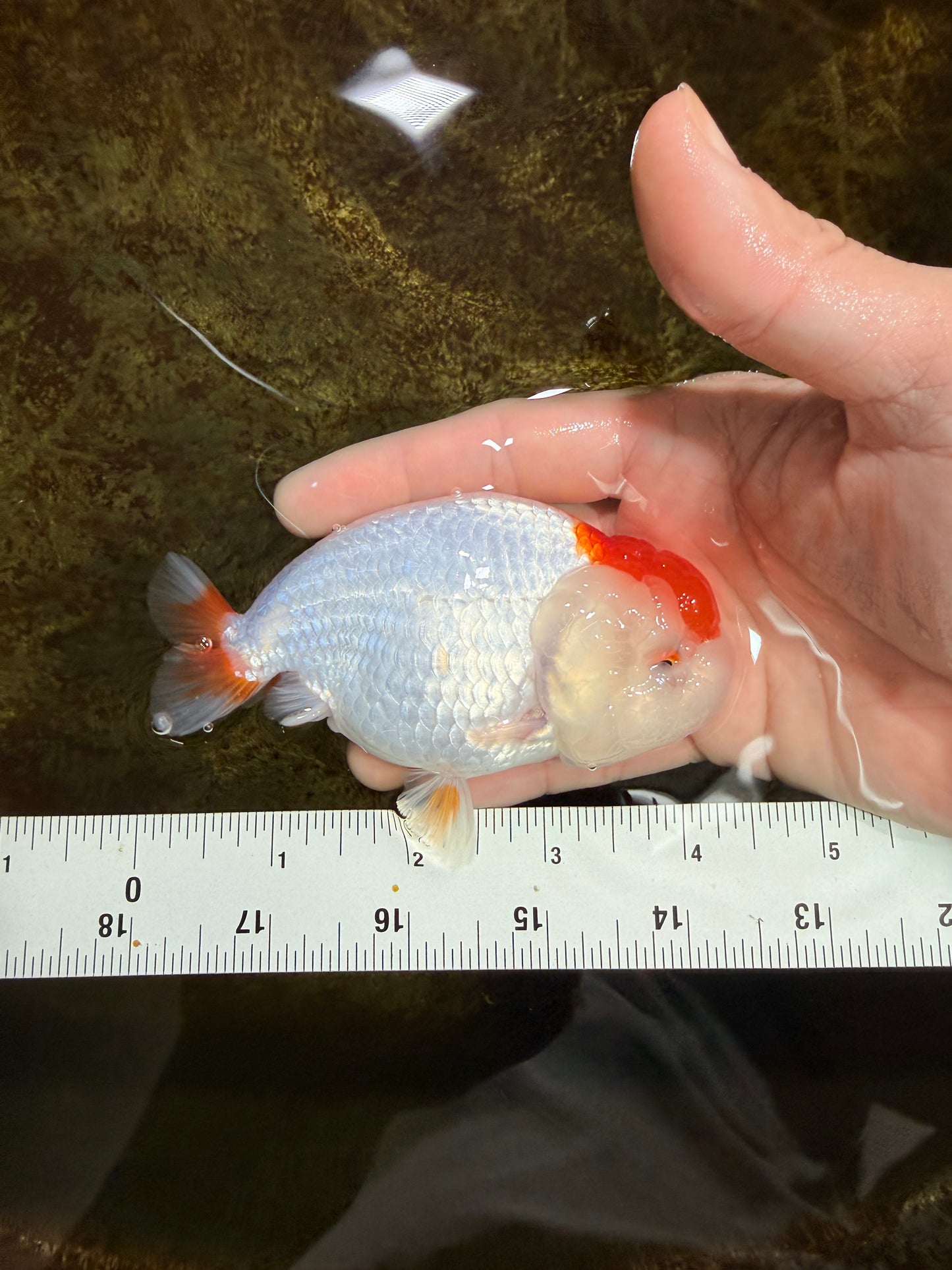 TANCHO Red White LionChu Female 4-4.5 inches #120525LC_15