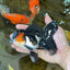 A Grade Chonky Tricolor Oranda Male 5 inches #062025OR_19